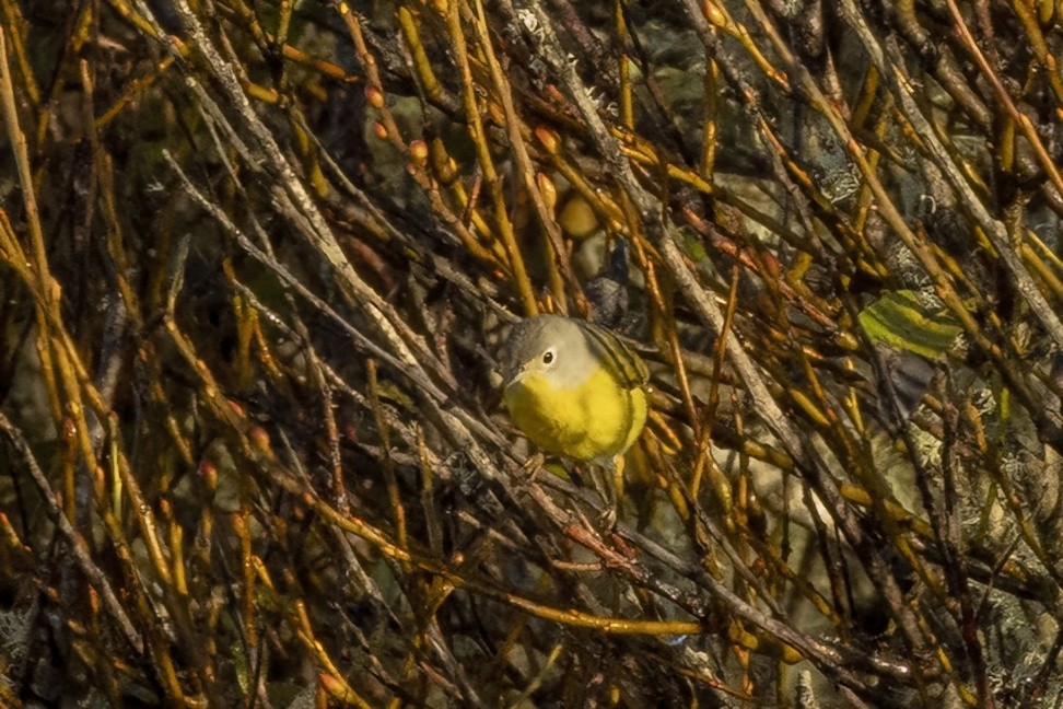 bjørkeparula - ML643616043