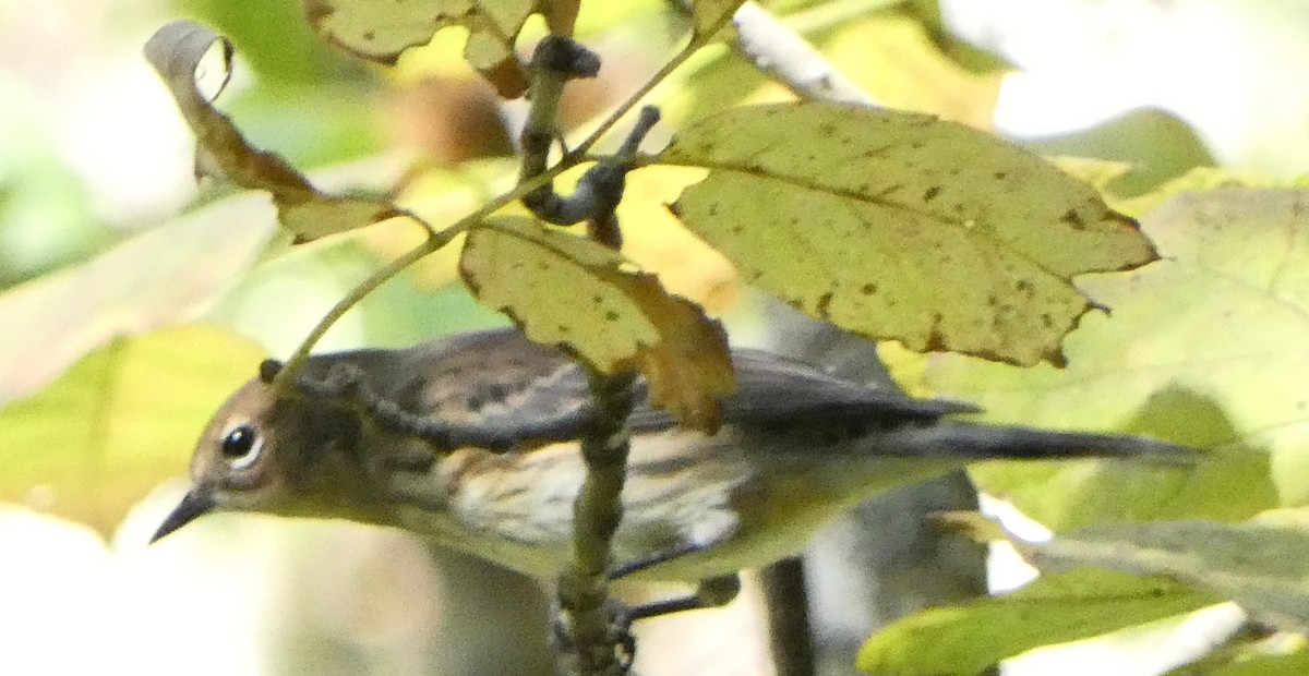 キヅタアメリカムシクイ - ML643616045