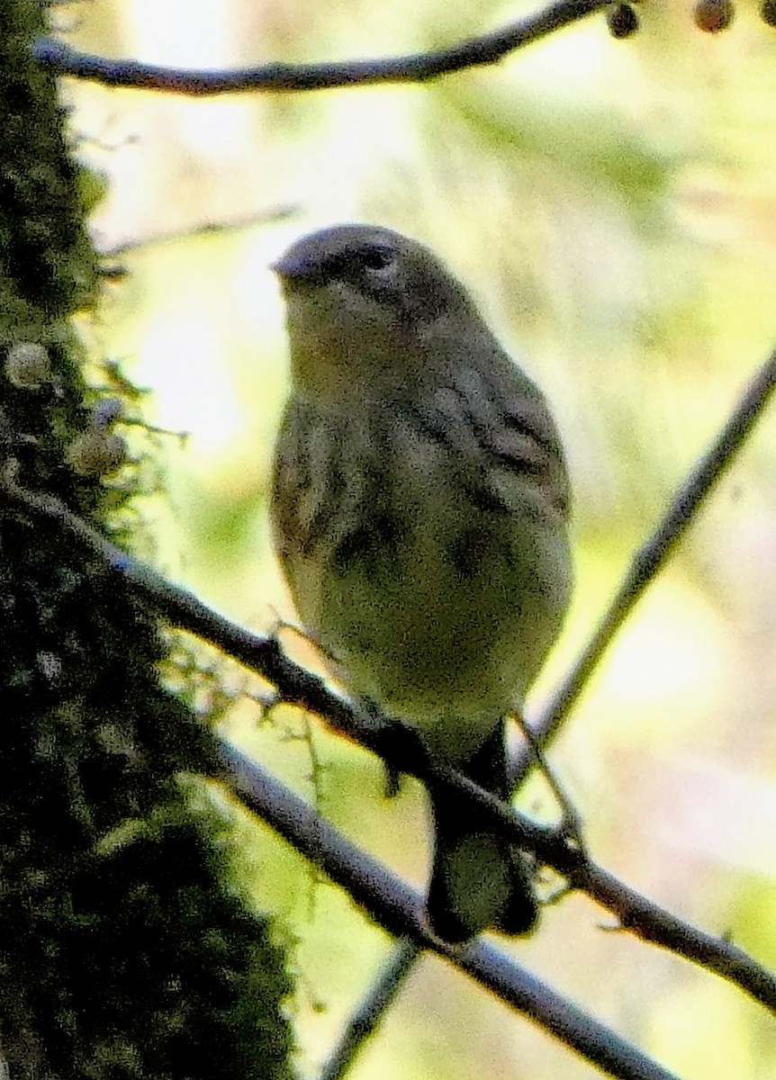 キヅタアメリカムシクイ - ML643616046