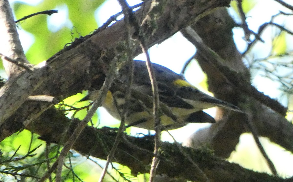 キヅタアメリカムシクイ - ML643616047