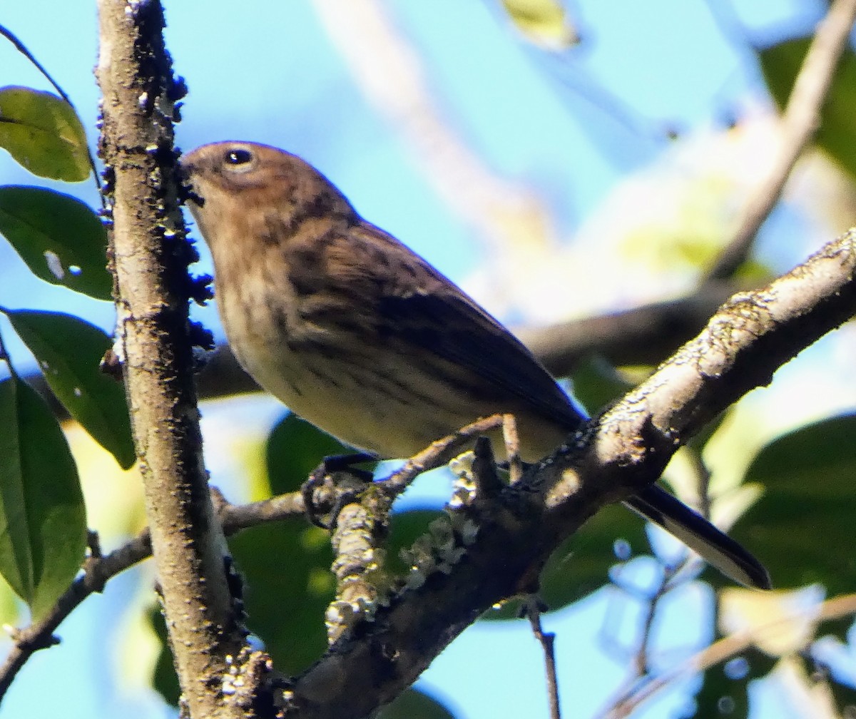 キヅタアメリカムシクイ - ML643616048