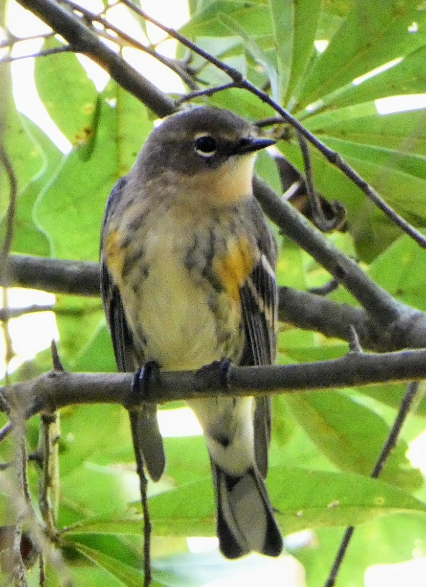 キヅタアメリカムシクイ - ML643616049