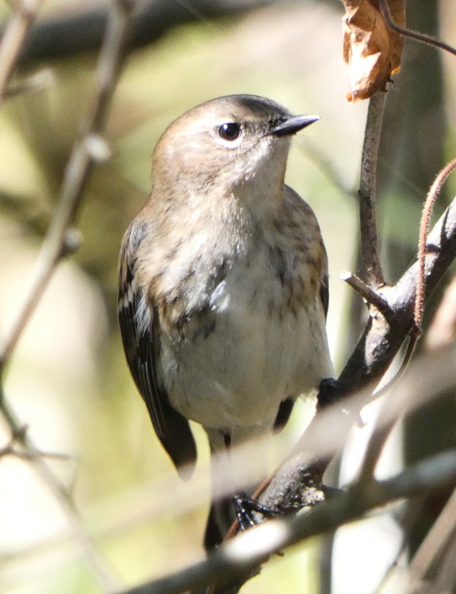 キヅタアメリカムシクイ - ML643616050