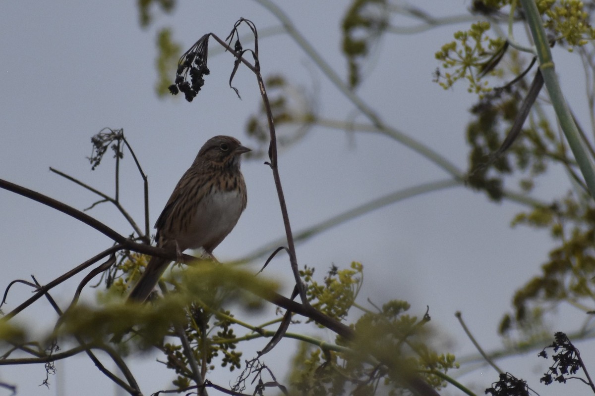 Lincoln's Sparrow - ML643616065