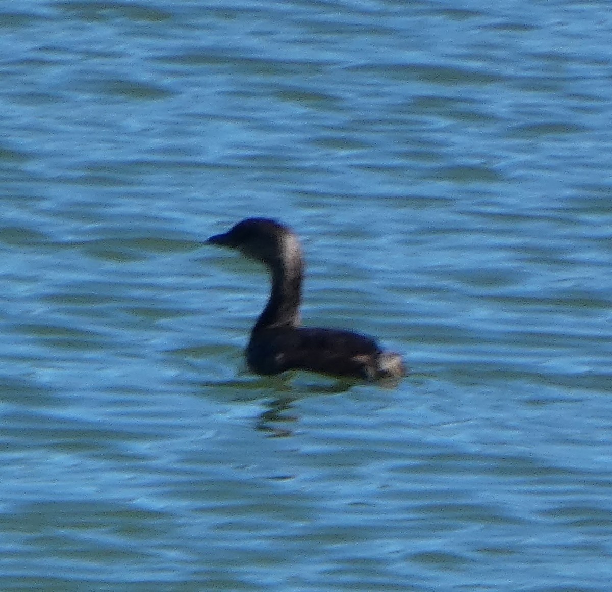 オビハシカイツブリ - ML643616069