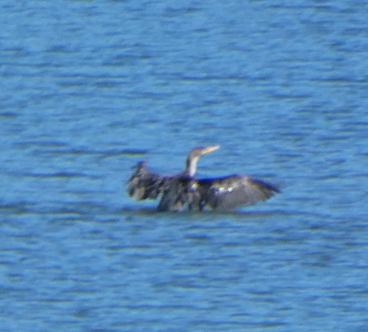 ミミヒメウ - ML643616078