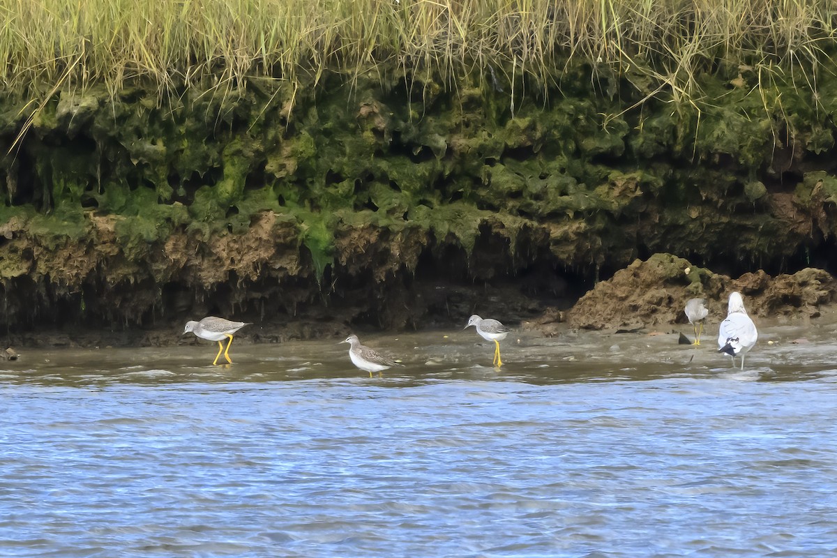 Lesser Yellowlegs - ML643616098