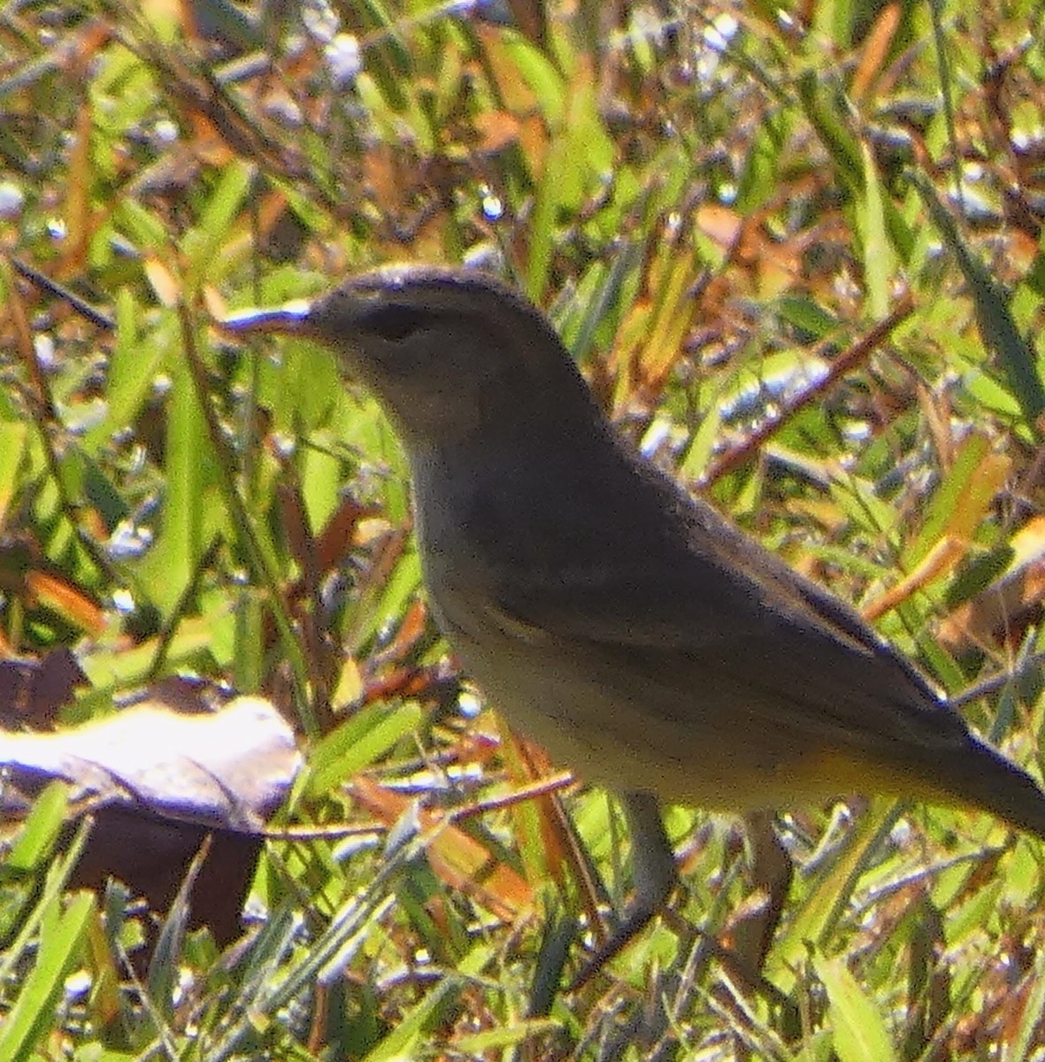 ヤシアメリカムシクイ - ML643616117