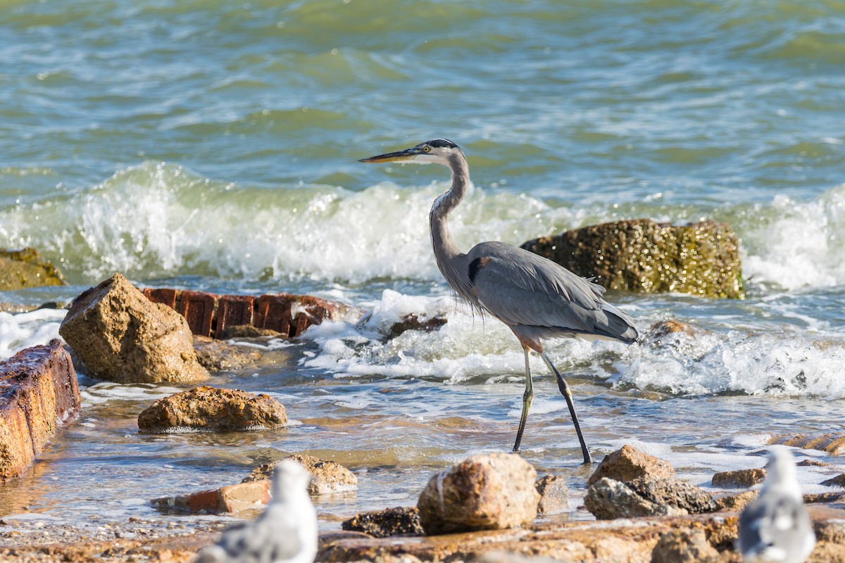 Great Blue Heron - ML643616119