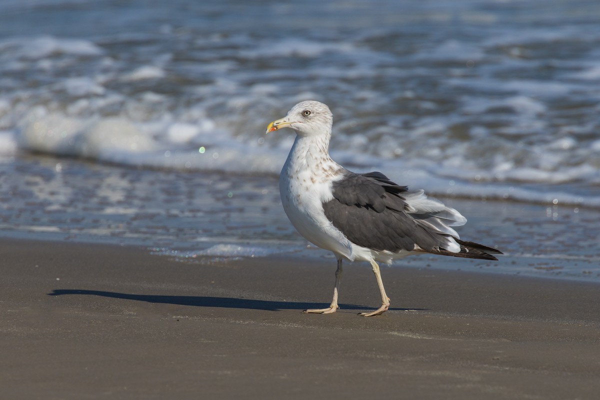 Lesser Black-backed Gull - ML643616120