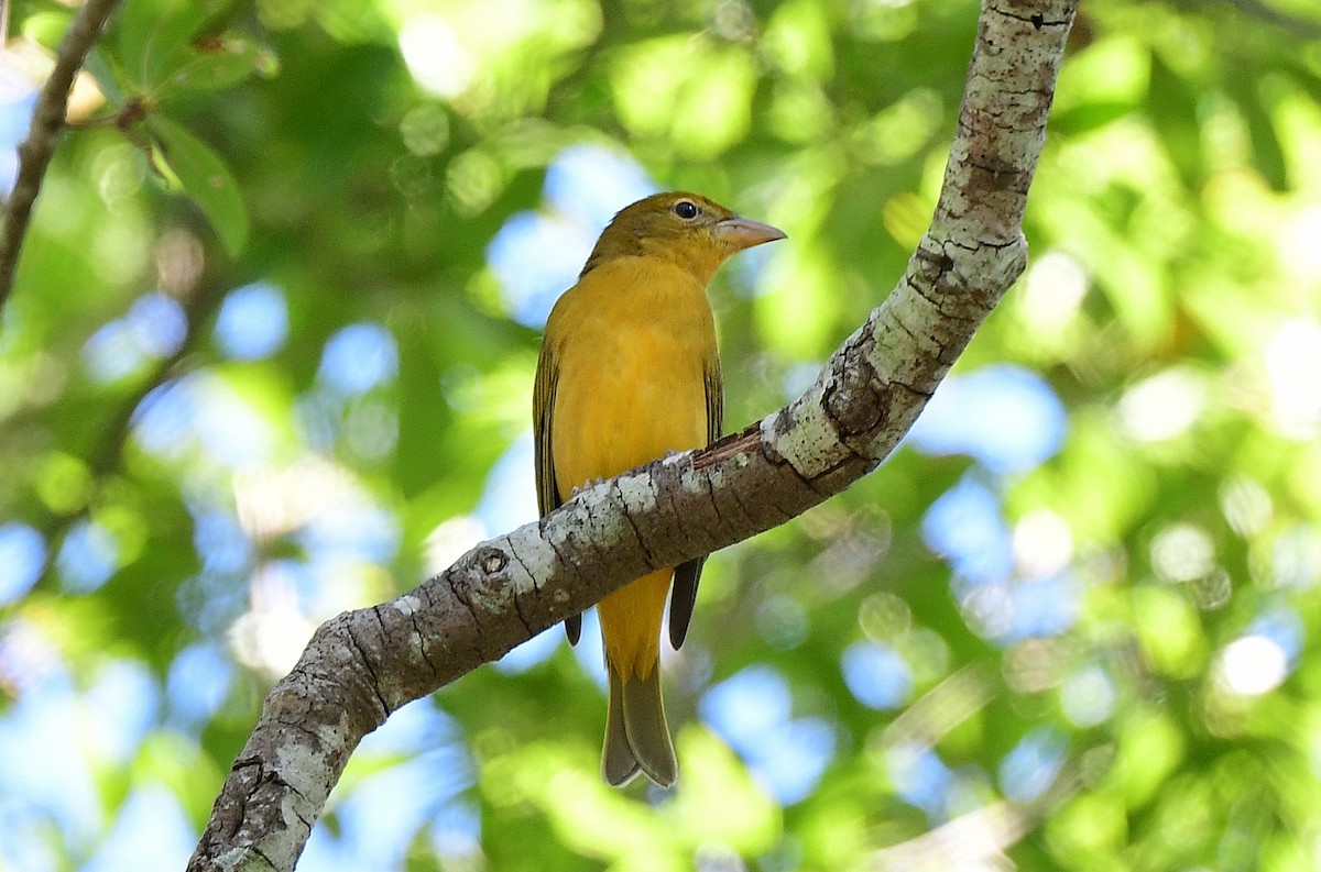 Summer Tanager - ML643616145