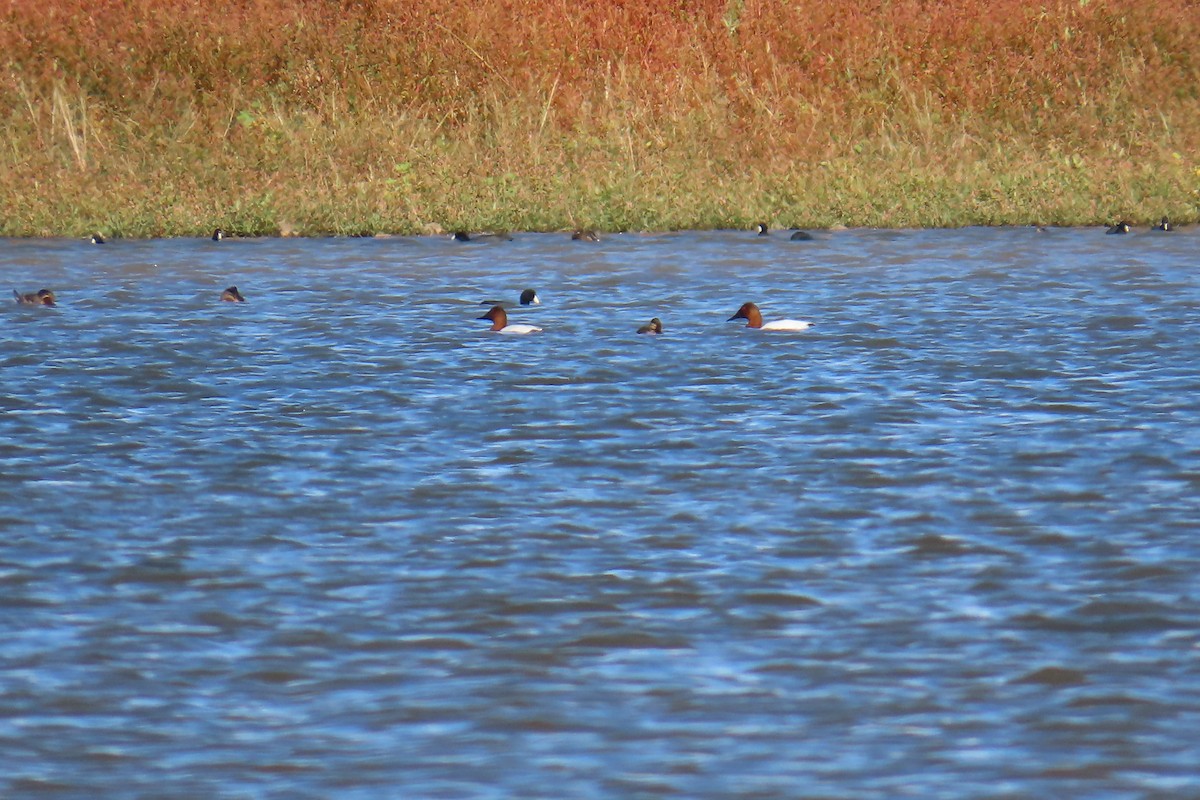 Canvasback - ML643616177