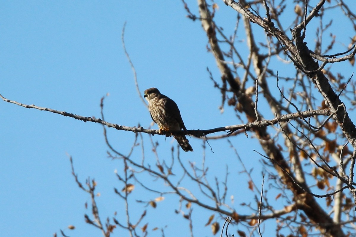 Merlin - ML643616200