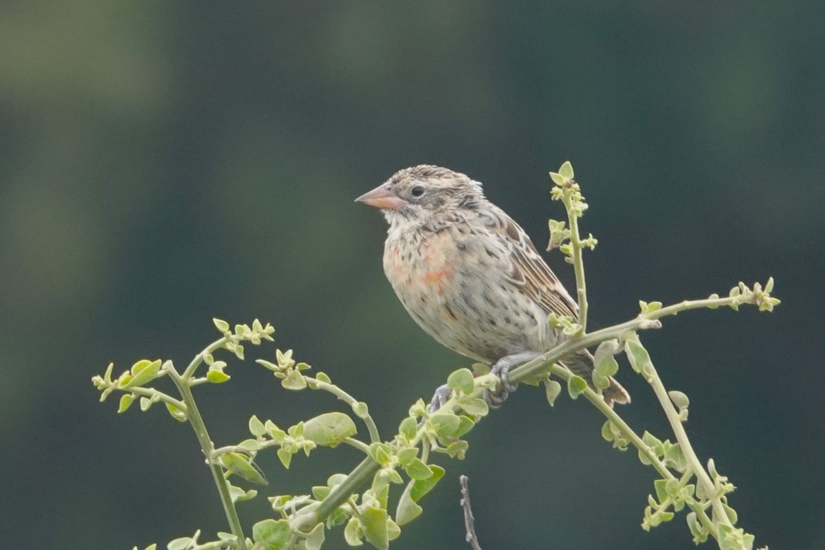 Peruvian Meadowlark - ML643616209