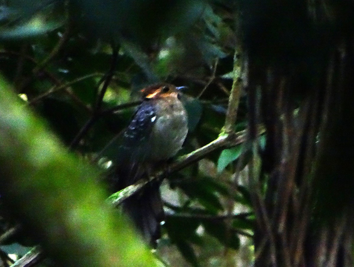 Tavus Guguğu - ML643616210