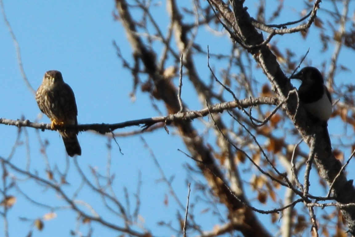 Merlin - ML643616212