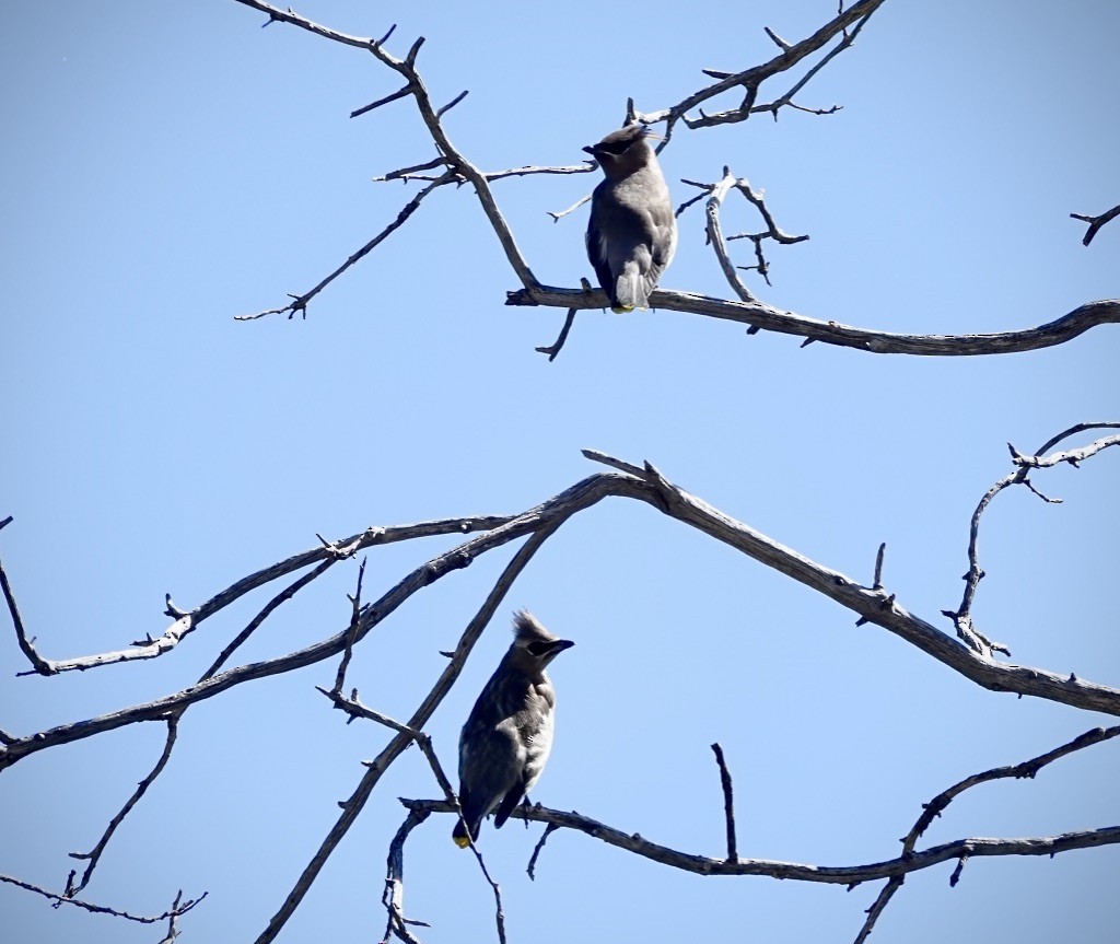 einersidensvans - ML643616220