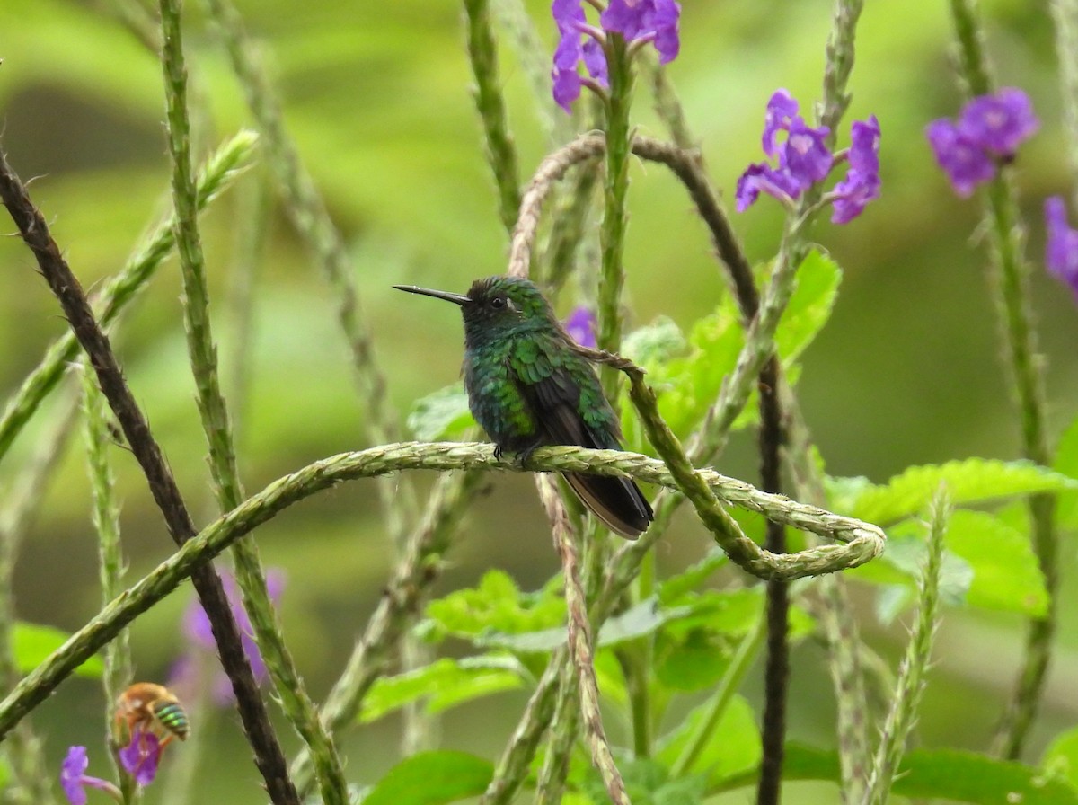 Blue-tailed Emerald - ML643616229