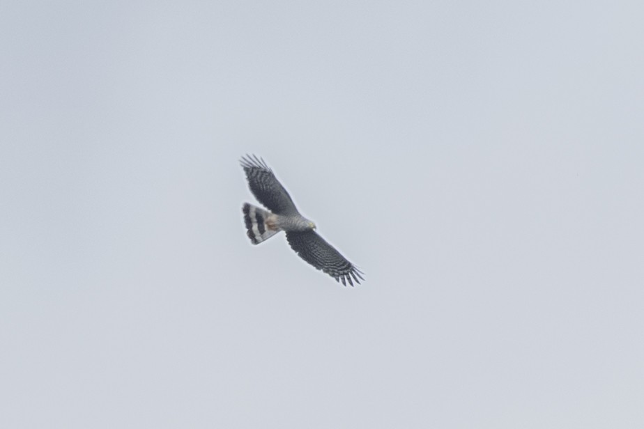 Hook-billed Kite - ML643616233