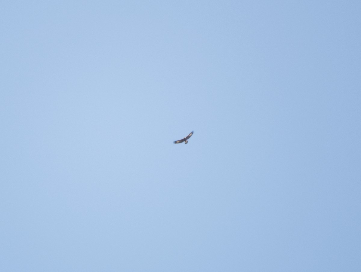 金鵰 - ML643616252