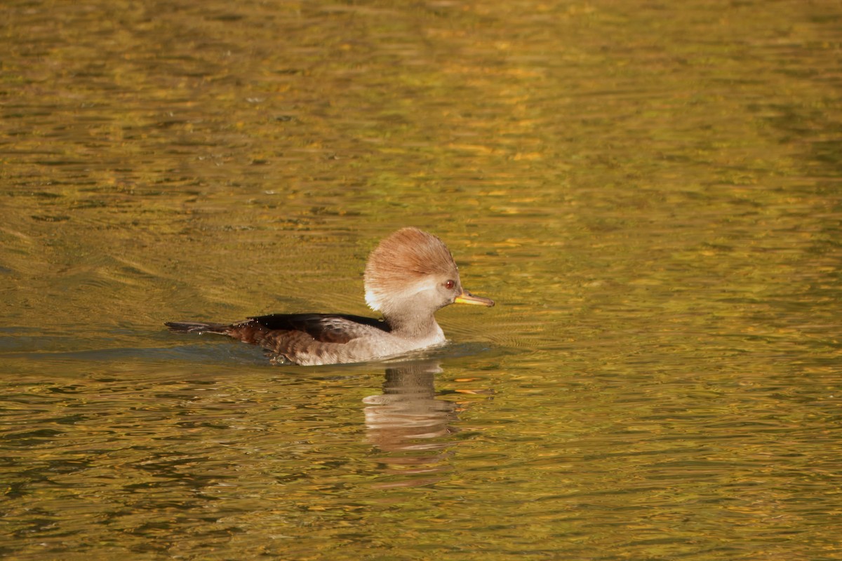 Hooded Merganser - ML643616256
