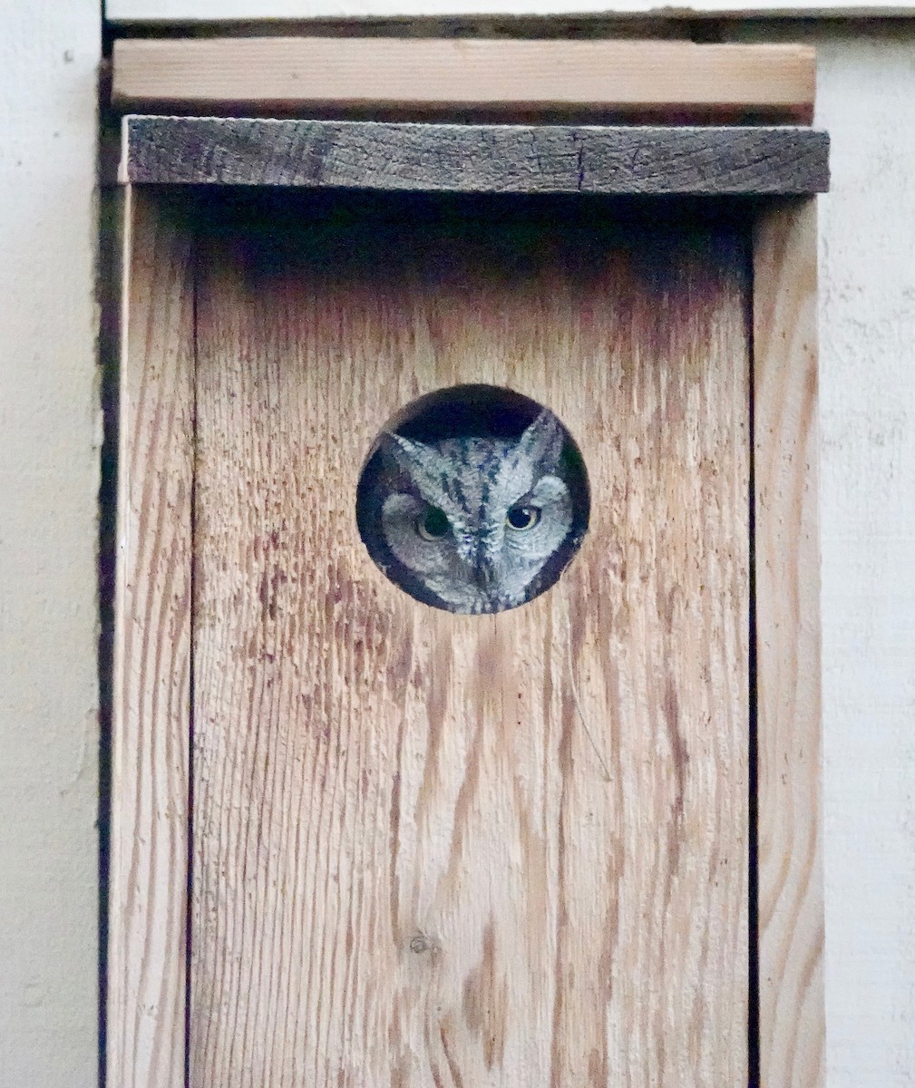 Western Screech-Owl - ML643616258