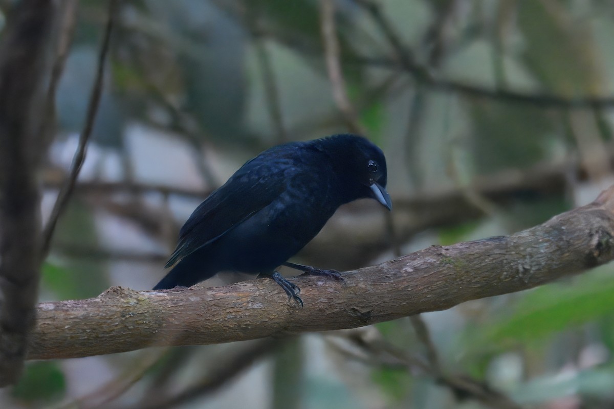 Ruby-crowned Tanager - ML643616261