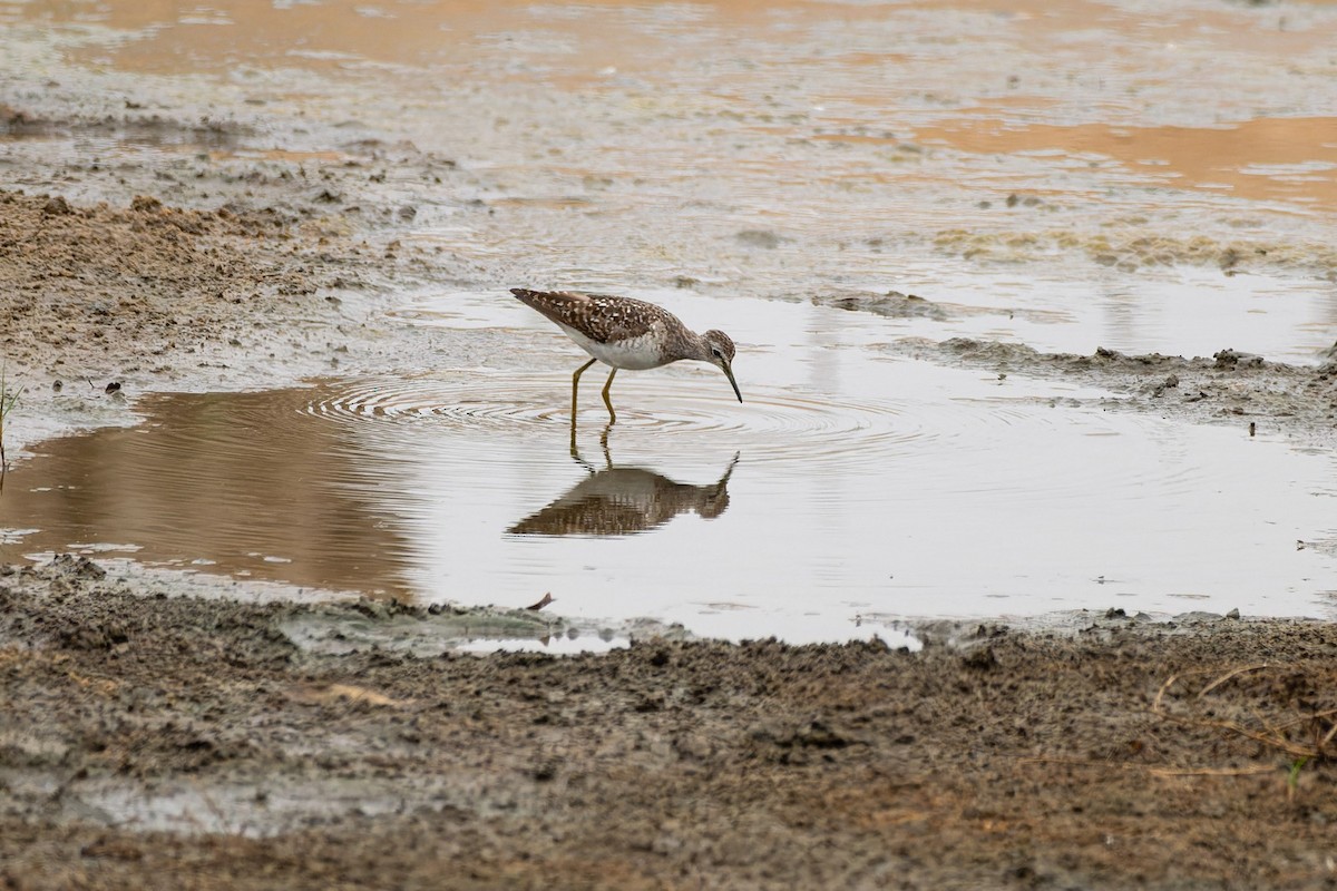 Wood Sandpiper - ML643616263