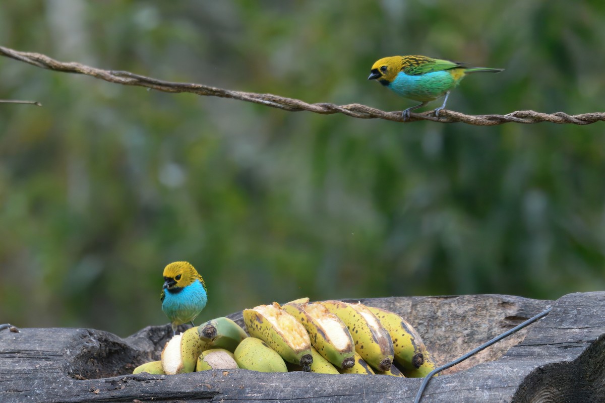 gullsnittanagar - ML643616269