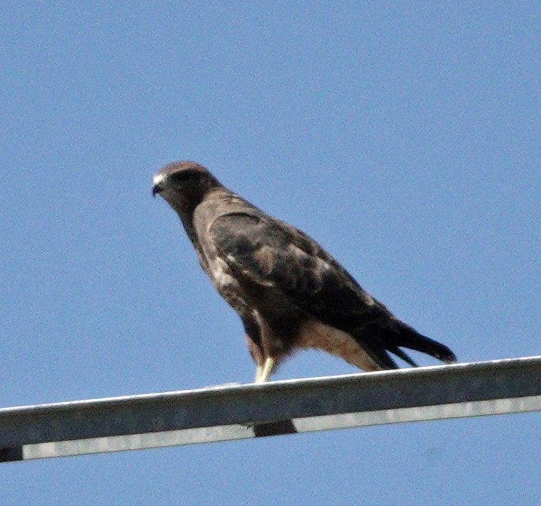 ヨーロッパノスリ - ML643616270