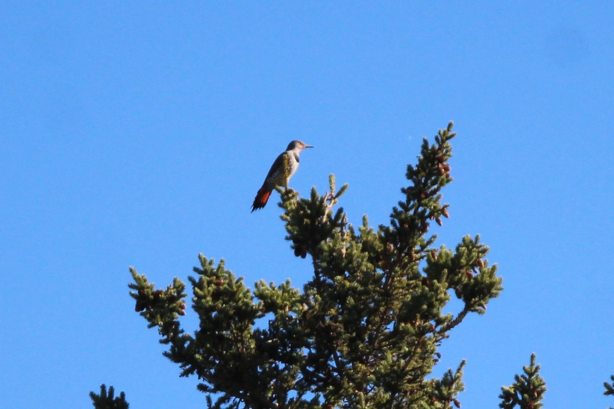 Northern Flicker - ML643616279