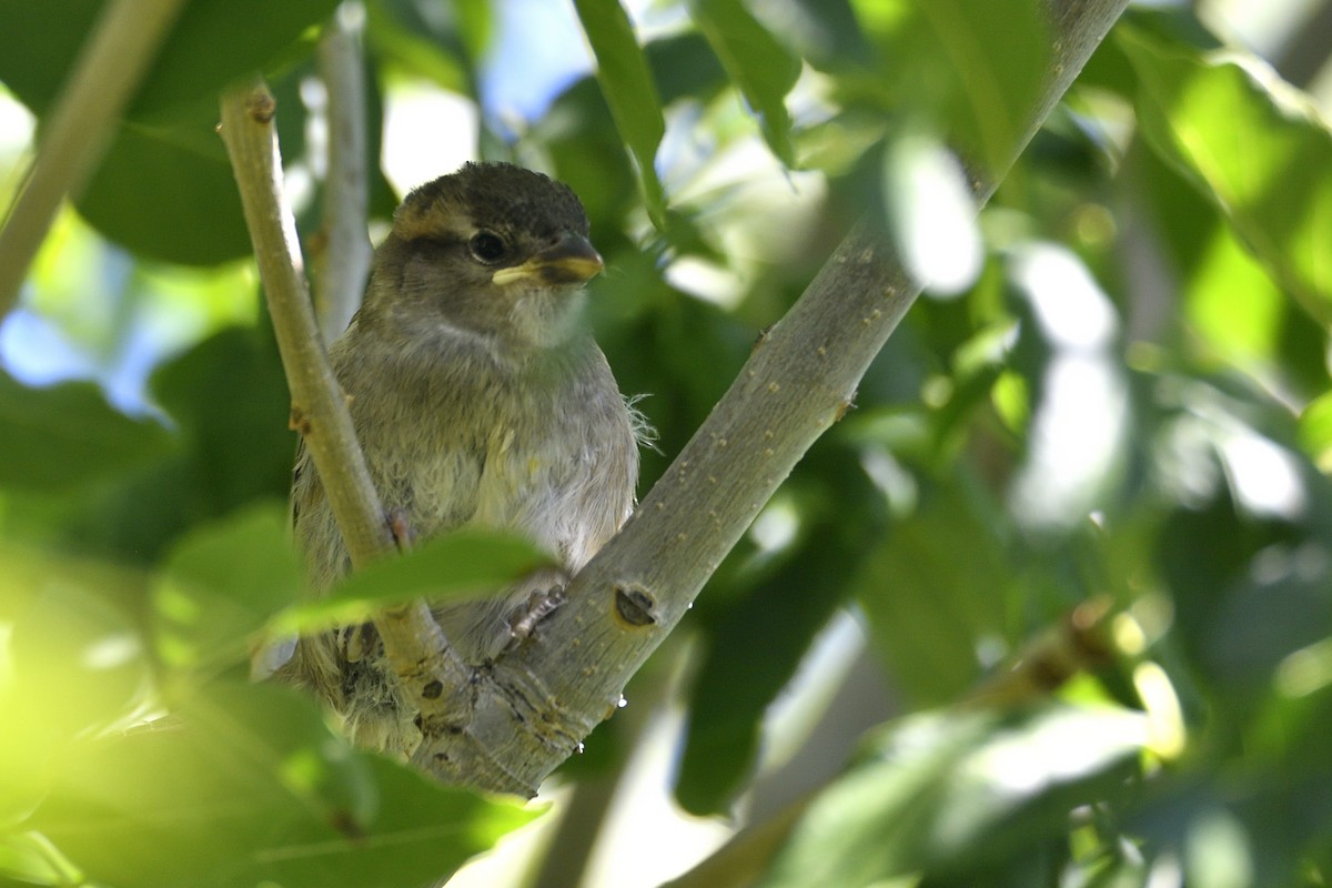 House Sparrow - ML643616295