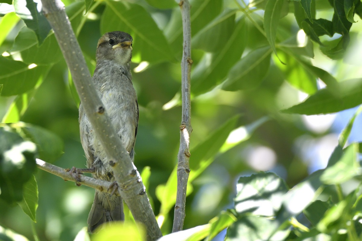 House Sparrow - ML643616296