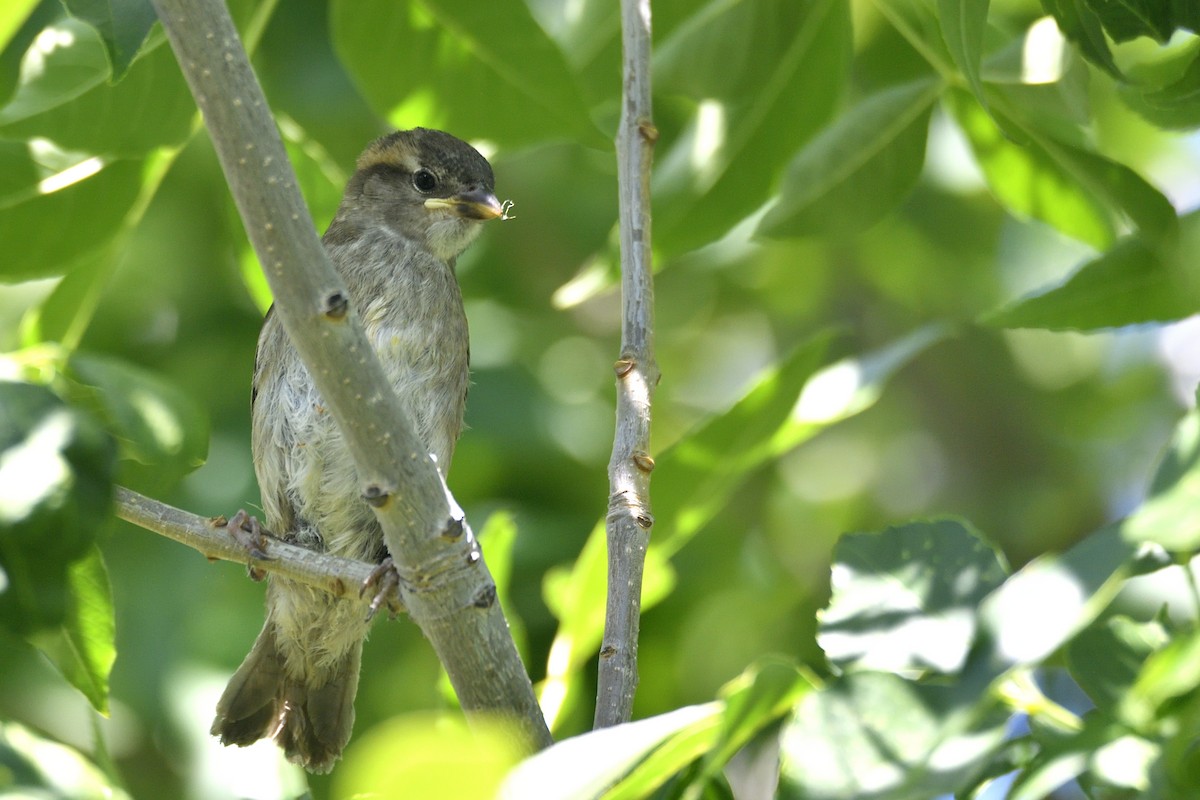 House Sparrow - ML643616298