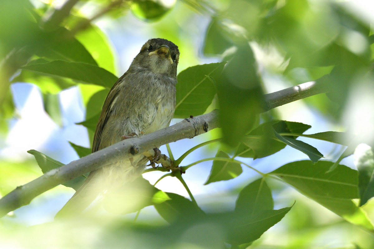 House Sparrow - ML643616299