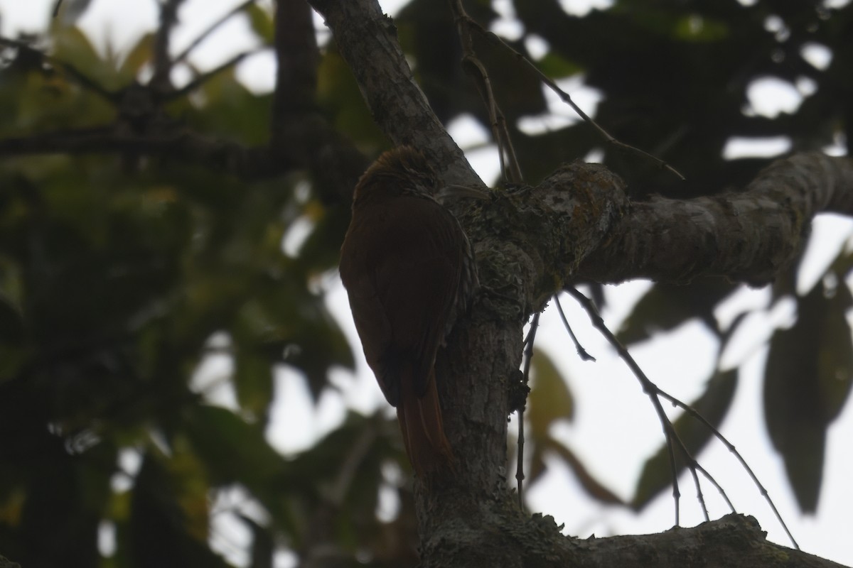 Scaled Woodcreeper (Scaled) - ML643616300