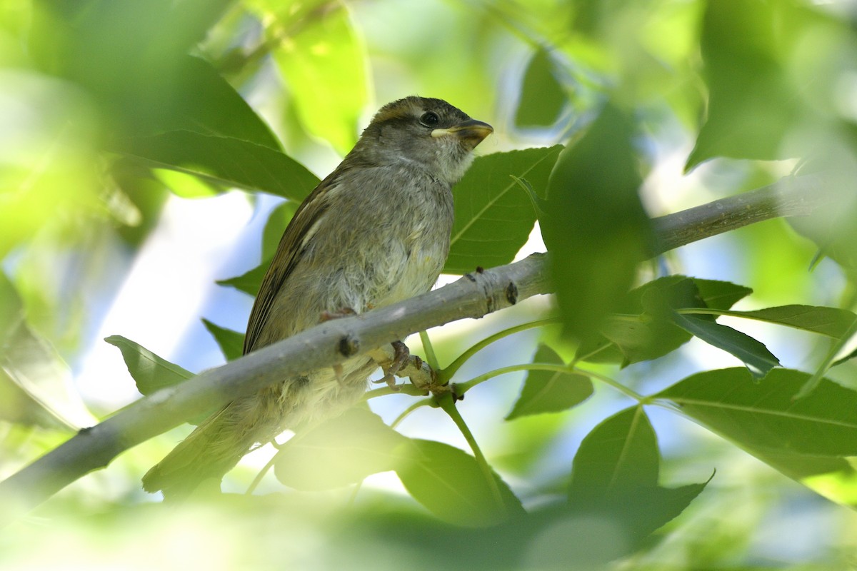House Sparrow - ML643616301