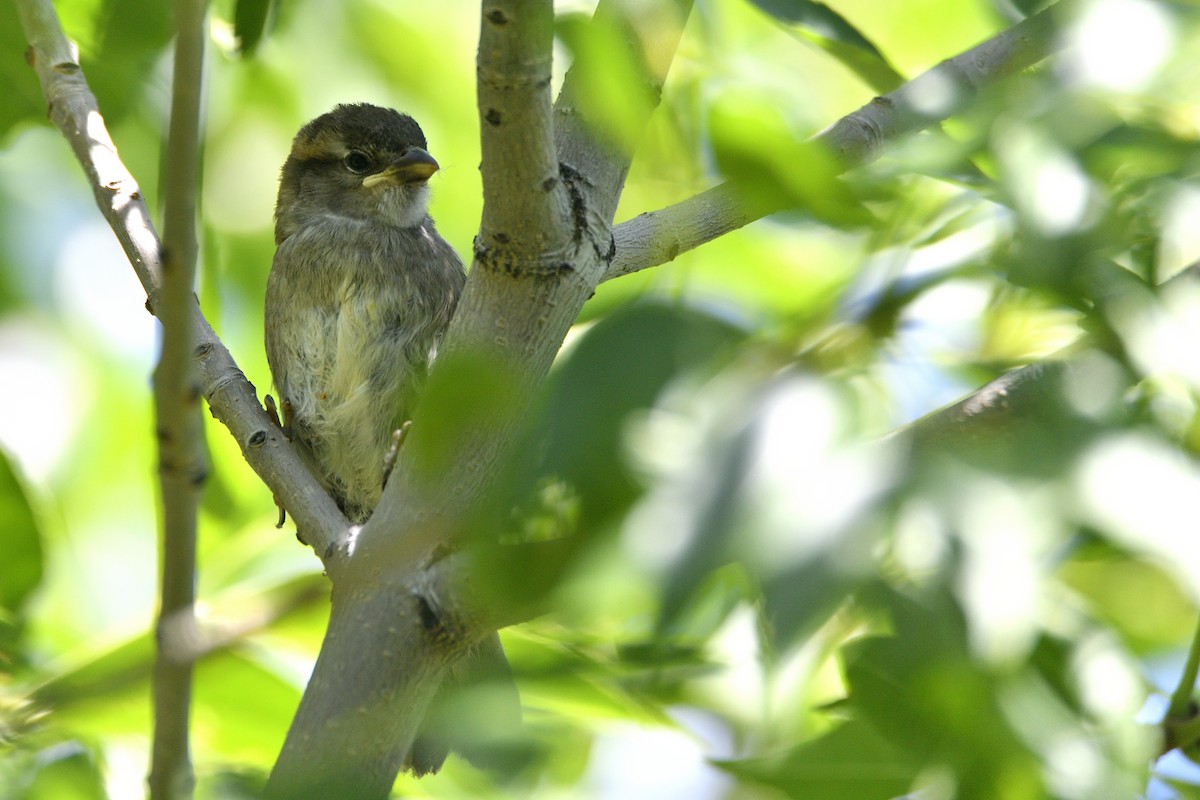 House Sparrow - ML643616303