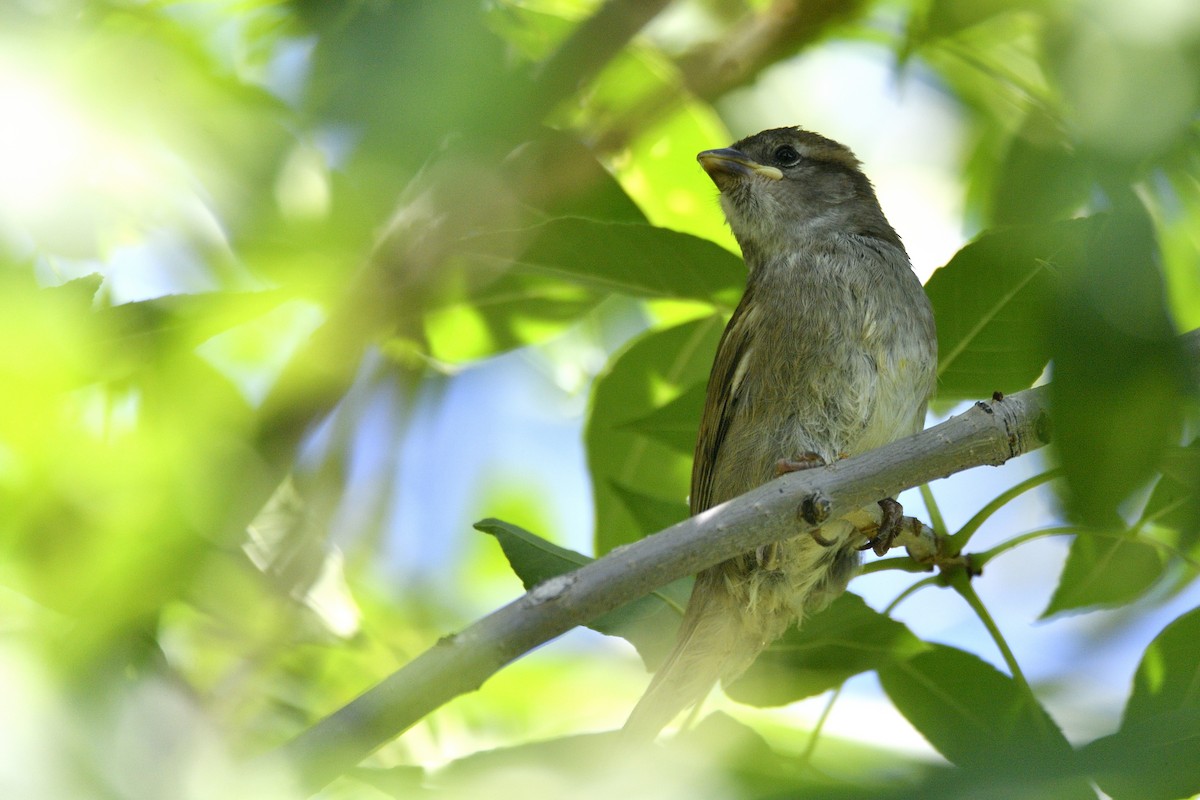 House Sparrow - ML643616305