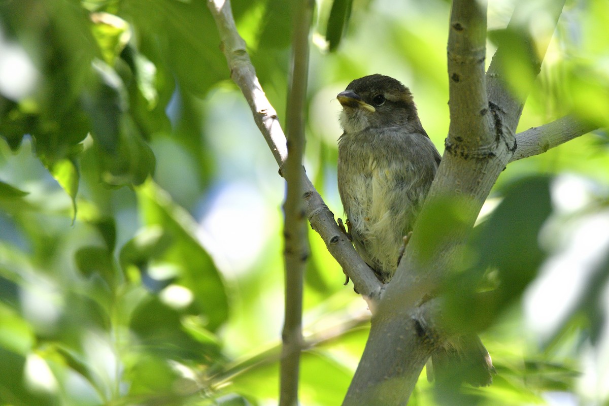 House Sparrow - ML643616306