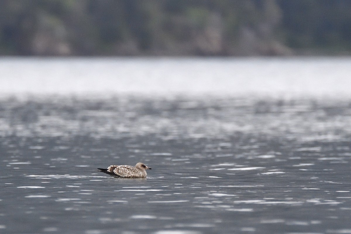 California Gull - ML643616312