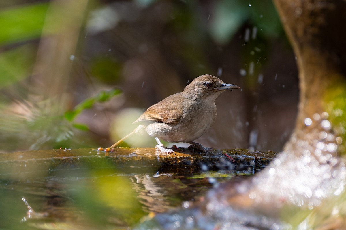 Terrestrial Brownbul - ML643616324