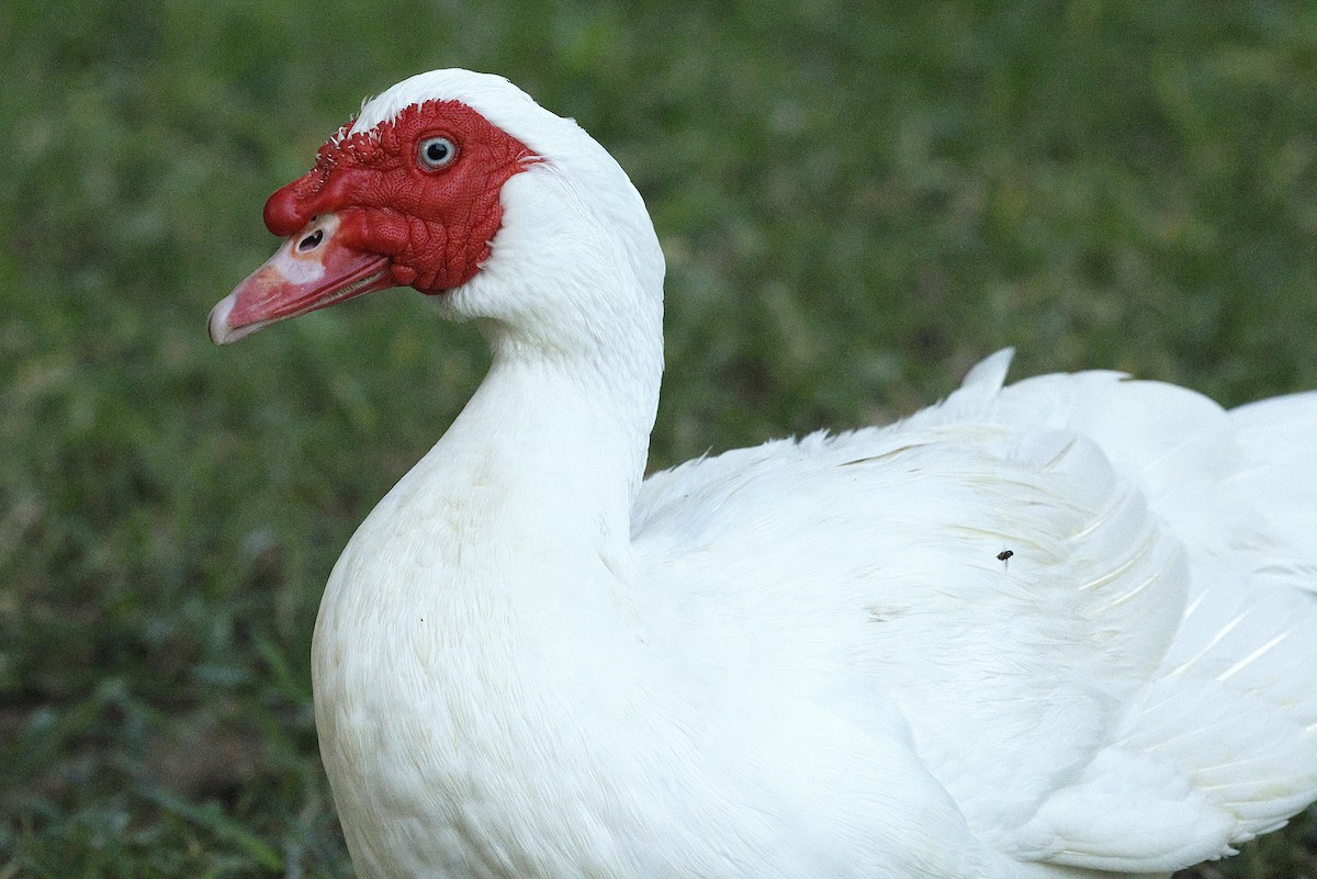 Muscovy Duck (Domestic type) - ML643616326