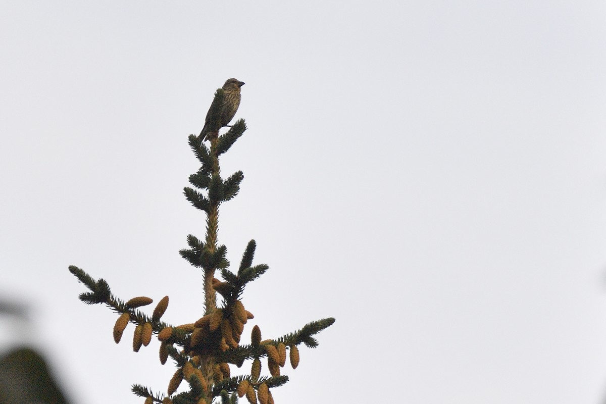 Red Crossbill (Douglas-fir or type 4) - ML643616328