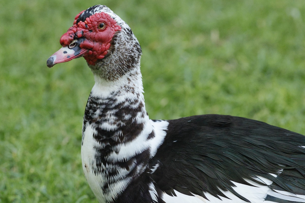 Muscovy Duck (Domestic type) - ML643616330