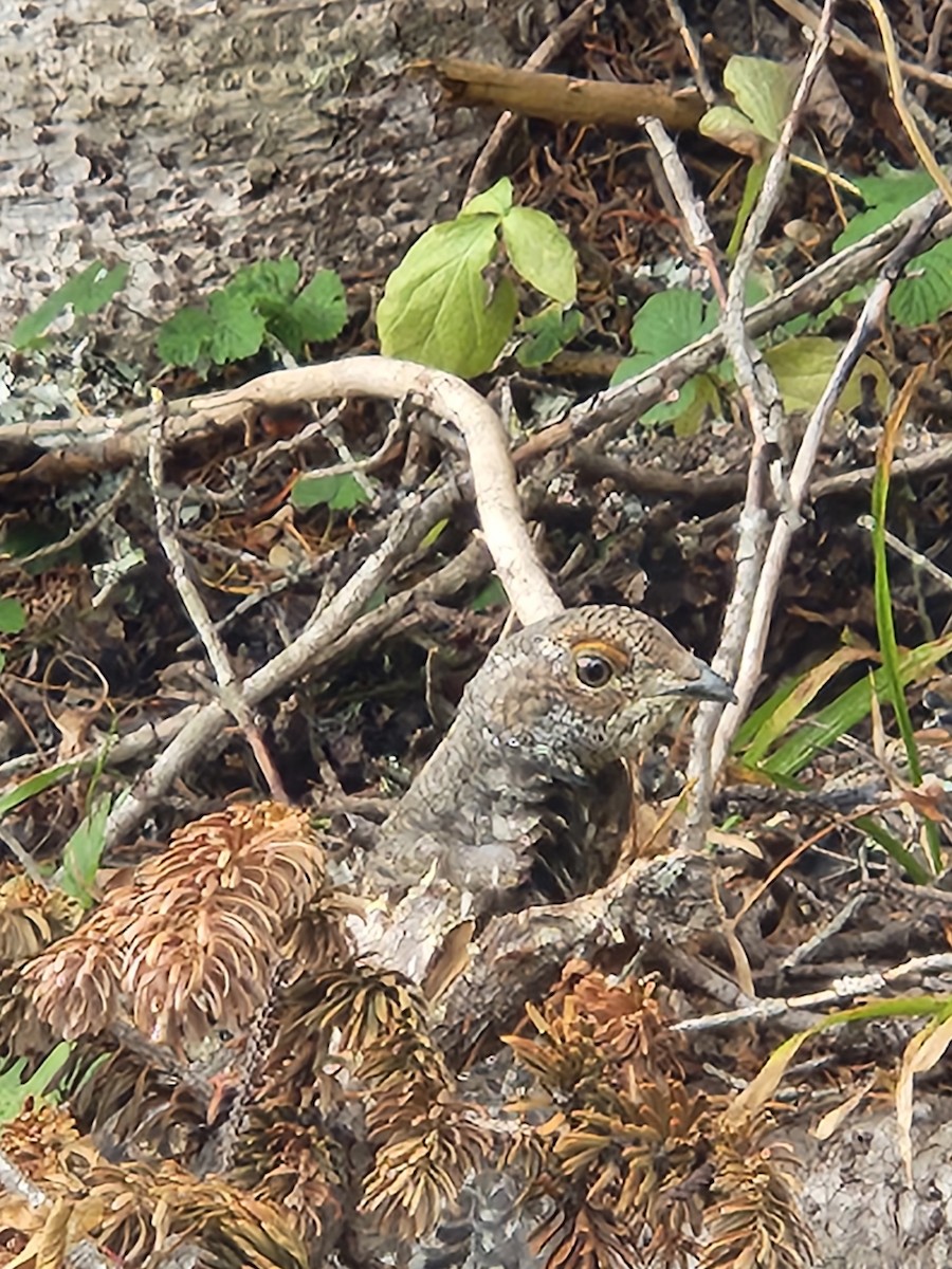 Sooty Grouse - ML643616362
