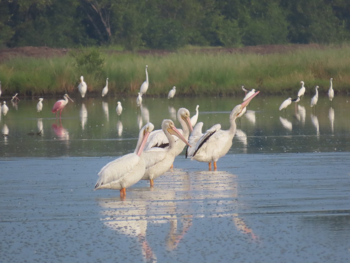 American White Pelican - ML643616366