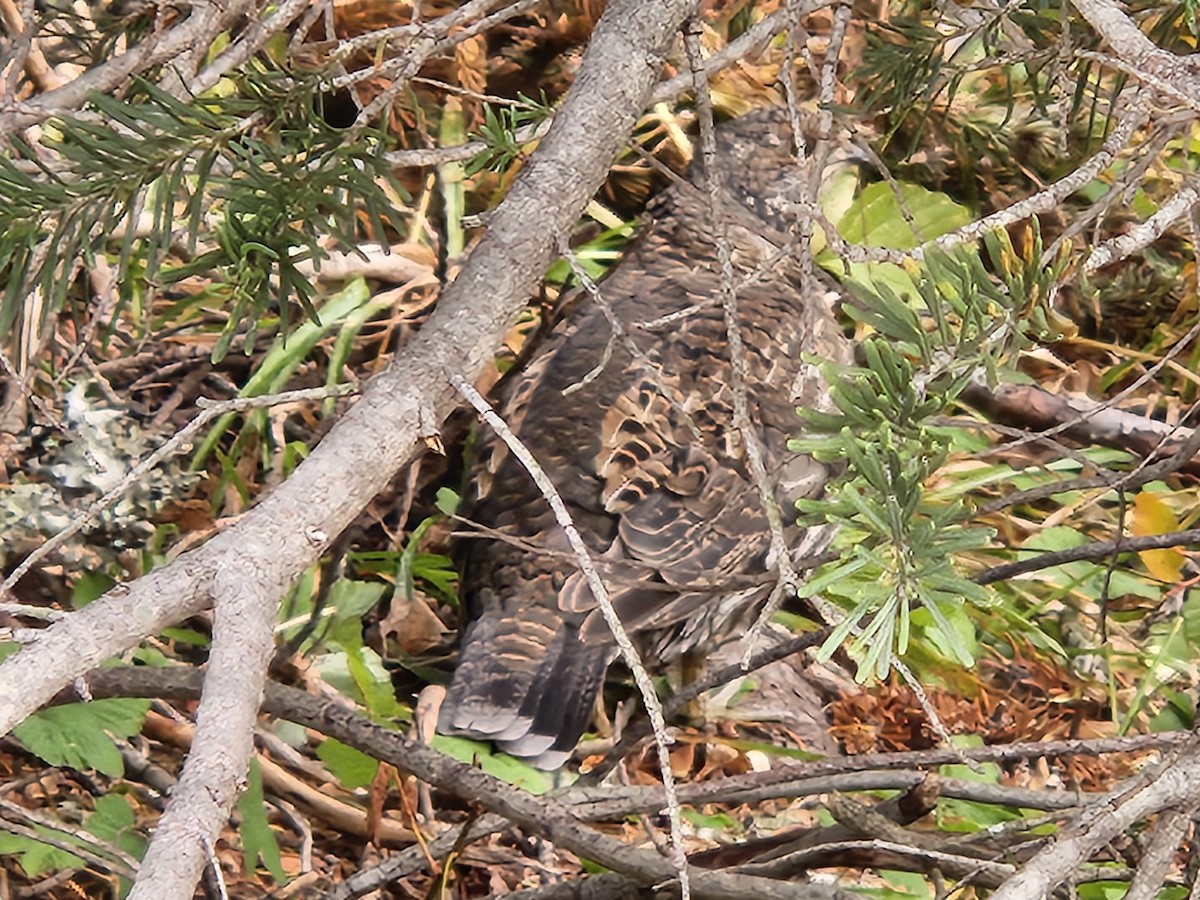 Sooty Grouse - ML643616367