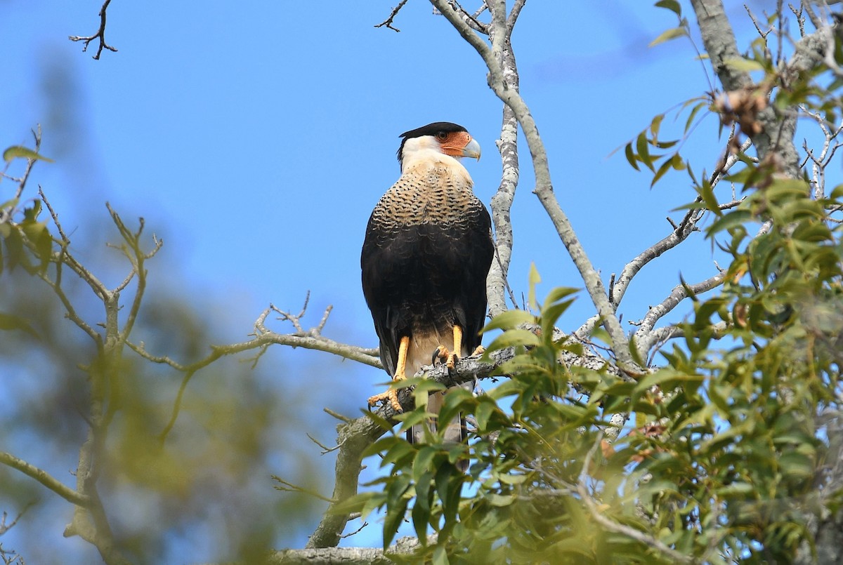 Crested Caracara (Northern) - ML643616369