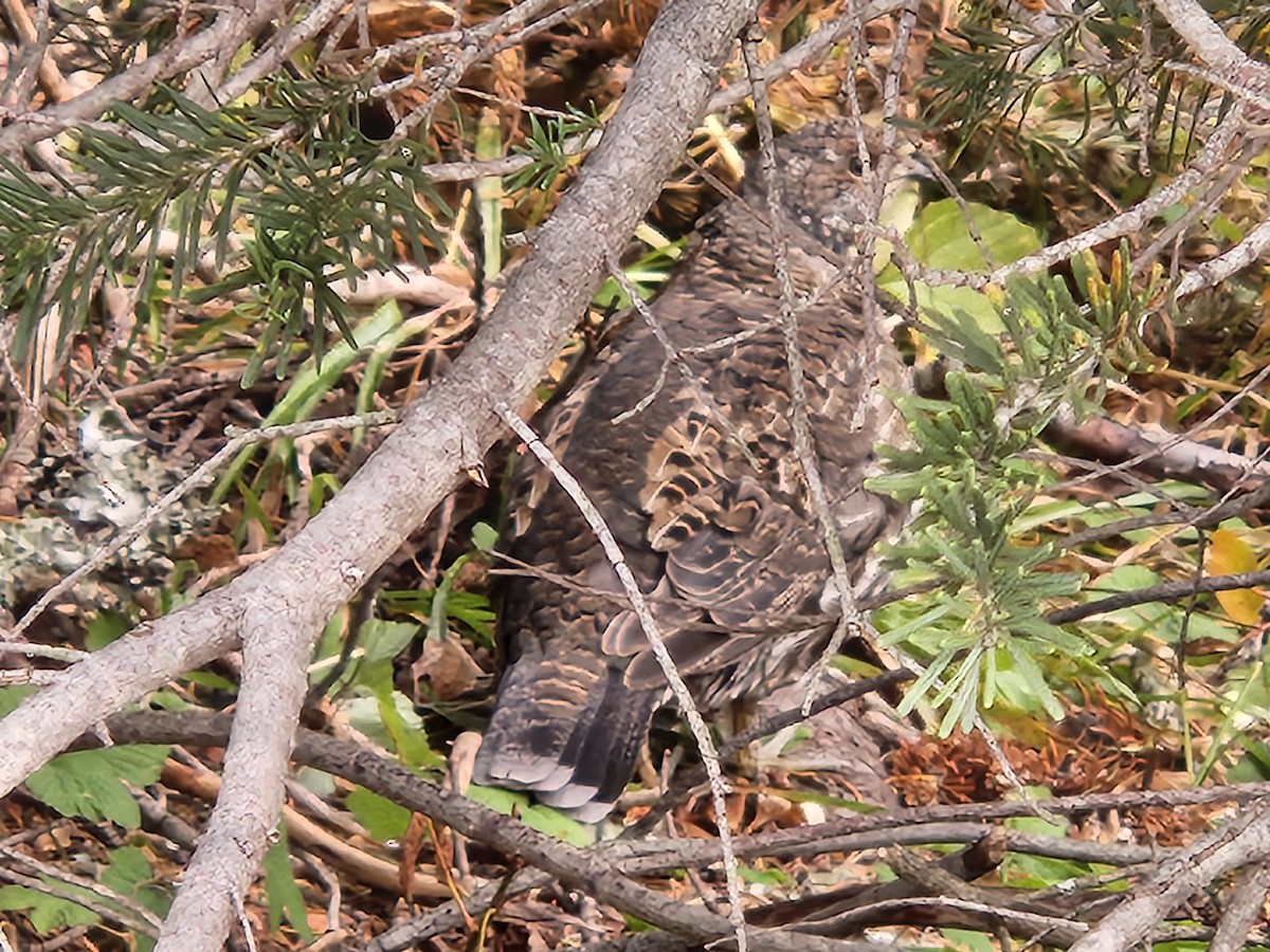 Sooty Grouse - ML643616370